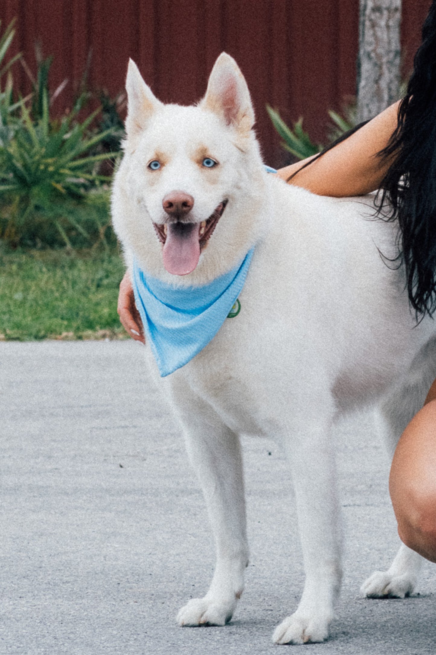 Dog Bandana - Sky Blue