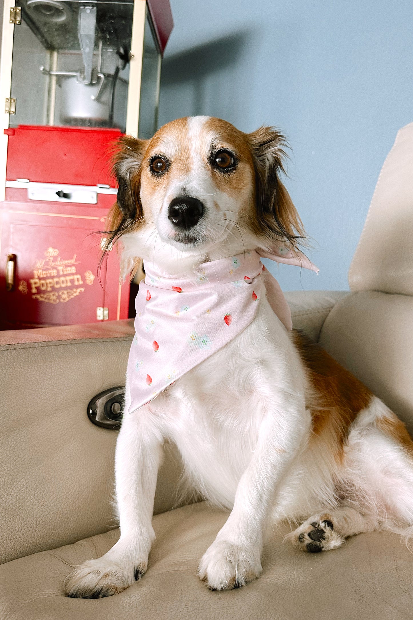 dog scarf bandana strawberry print