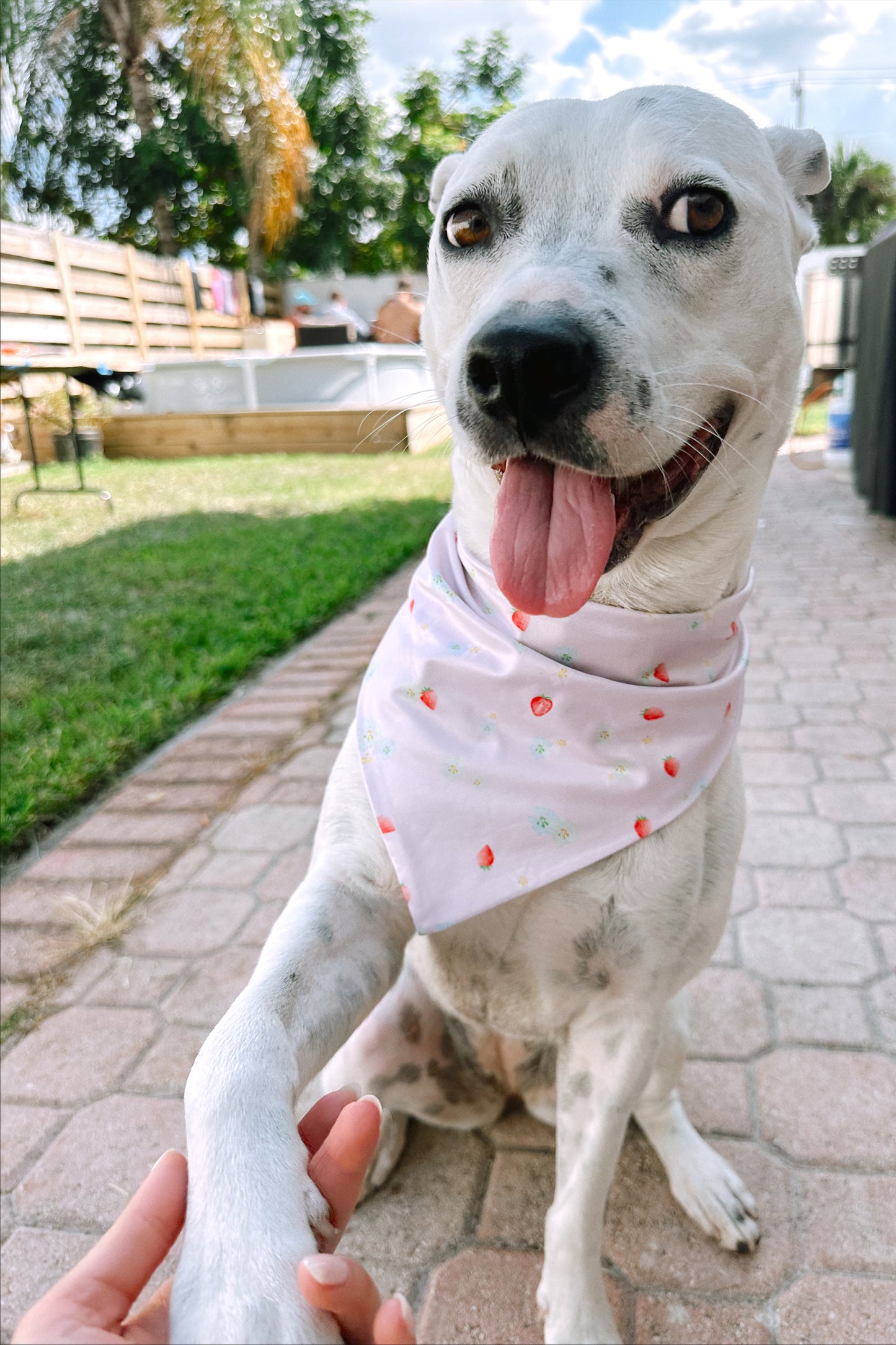 dog scarf bandana strawberry print